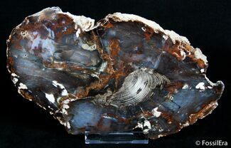 Fabulous Hubbard Basin Petrified Wood Slab #2749