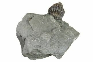 Wide Enrolled Flexicalymene Trilobite - Indiana #294945