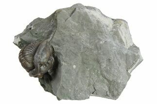 Wide Enrolled Flexicalymene Trilobite - Indiana #294947