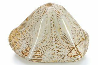 Polished Miocene Fossil Echinoid (Clypeaster) - Morocco #294066