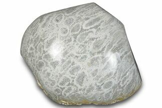 Polished Fossil Coral Head - Indonesia #293835