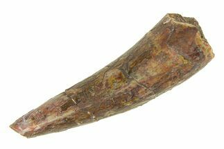 Triassic Fossil Phytosaur Tooth - New Mexico #294957