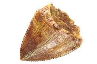Serrated, Fossil Phytosaur (Redondasaurus) Tooth - New Mexico #294964