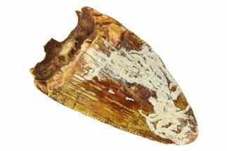 Serrated, Fossil Phytosaur (Redondasaurus) Tooth - New Mexico #294983