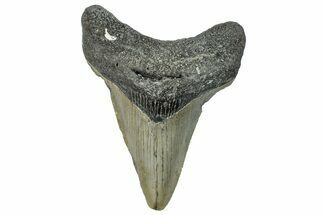 Serrated, Fossil Megalodon Tooth - North Carolina #295079