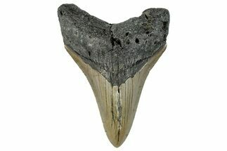 Serrated, Fossil Megalodon Tooth - North Carolina #295091