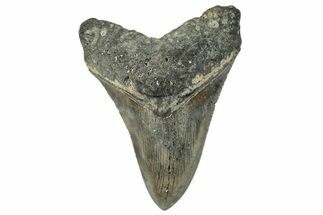 Serrated, Fossil Megalodon Tooth - North Carolina #295092