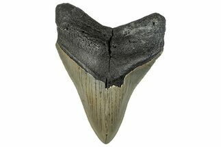 Serrated, Fossil Megalodon Tooth - North Carolina #295095