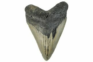 Serrated, Fossil Megalodon Tooth - North Carolina #295103
