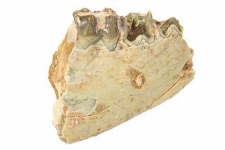 Fossil Oreodont (Merycoidodon) Partial Mandible - South Dakota #295208