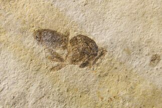 Detailed Fossil Insect (Diptera) - Bois d’Asson, France #295300