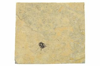 Partial Fossil Insect (Hymenoptera) - France #295311