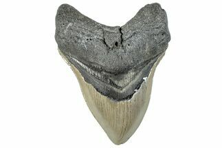 Serrated, Fossil Megalodon Tooth - North Carolina #295324