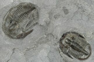 Rare Double Trilobite (Radnoria) Plate - New York #295532