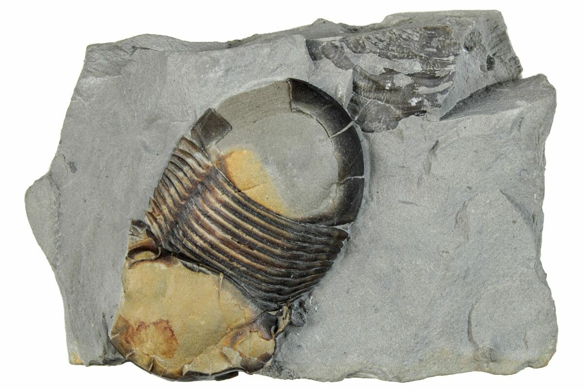 1.16" Bumastus iIoxus Trilobite New York (295550) For Sale