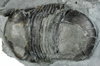 Bumastus iIoxus Trilobite - New York #295559