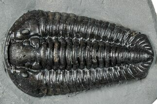 Calymene Niagarensis Trilobite Fossil - New York #295572