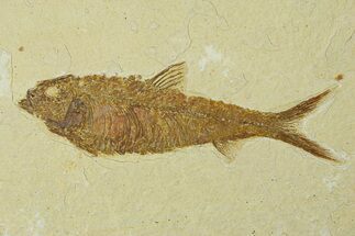 Detailed Fossil Fish (Knightia) - Wyoming #295562