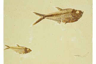 Plate of Two Fossil Fish (Diplomystus) - Wyoming #295593