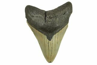 Serrated, Fossil Megalodon Tooth - North Carolina #295368