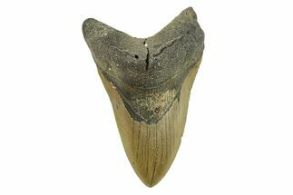 Serrated, Fossil Megalodon Tooth - North Carolina #295374