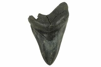 Partial Fossil Megalodon Tooth - Serrated Blade #295390