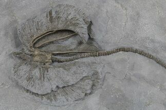 Fossil Crinoid (Dimerocrinus) - Rochester Shale, New York #295512