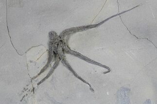 Silurian Fossil Brittle Star (Protaster) - New York #295516