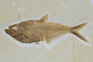 Beautiful Fossil Fish (Diplomystus) - Wyoming #295607