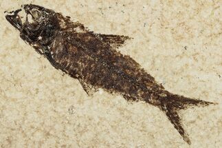 Fossil Fish (Knightia) - Wyoming #295630
