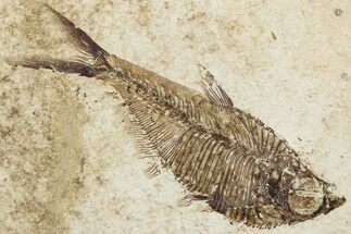Fossil Fish (Diplomystus) - Wyoming #295638