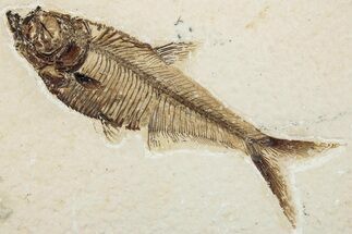 Fossil Fish (Diplomystus) - Wyoming #295641