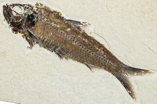 Fossil Fish (Knightia) - Wyoming #295643