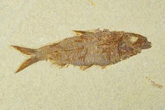 Fossil Fish (Knightia) - Wyoming #295517