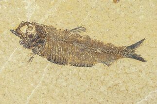 Fossil Fish (Knightia) - Wyoming #295625