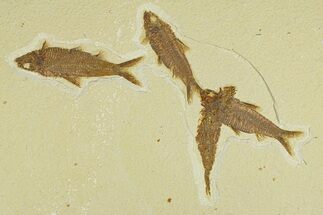 Fossil Fish (Knightia) Mortality Plate - Wyoming #295612