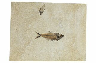 Plate of Two Fossil Fish (Diplomystus) - Wyoming #295713