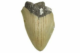 Bargain, Fossil Megalodon Tooth - Serrated Blade #295410