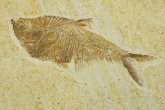 Fossil Fish (Diplomystus) - Wyoming #295676
