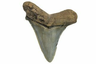 Serrated Angustidens Tooth - Megalodon Ancestor #295741
