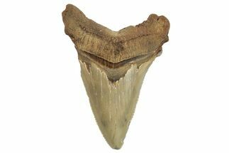 Serrated Angustidens Tooth - Megalodon Ancestor #295744