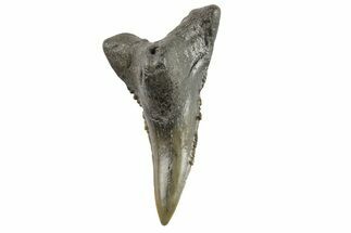 Snaggletooth Shark (Hemipristis) Lower Tooth - South Carolina #295790