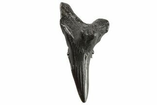 Snaggletooth Shark (Hemipristis) Lower Tooth - South Carolina #295792