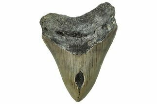 Serrated, Fossil Megalodon Tooth - North Carolina #295253