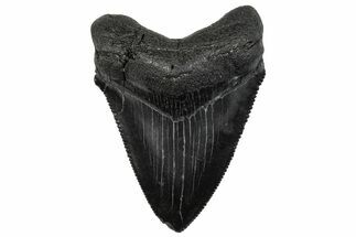 Serrated, Juvenile Megalodon Tooth - South Carolina #295828