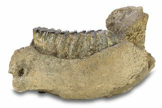 Southern Mammoth Partial Mandible with M Molar - Hungary #295857
