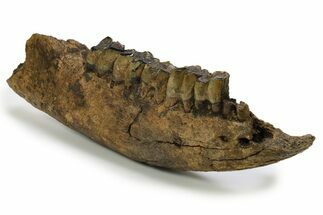 Fossil Rhino (Coelodonta) Right Mandible - Germany #295840