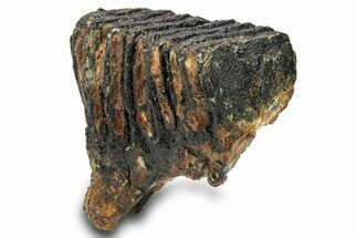 Woolly Mammoth Upper M Molar - North Sea Deposits #295872