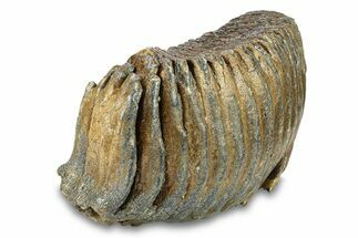 Fossil Woolly Mammoth Lower M Molar - Hungary #295844