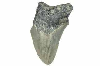 Bargain, Fossil Megalodon Tooth - Serrated Blade #295420